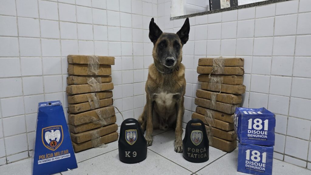 Polícia Militar encontra mais de 14 kg de maconha enterrados em área de mata na Serra Polícia Militar apreende mais de 14 kg de maconha em ação conjunta na Serra