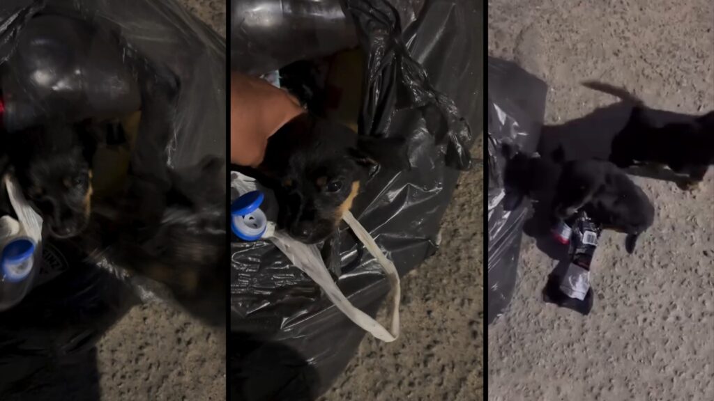 Dois filhotes de cachorro resgatados de dentro de uma sacola de lixo em Serra Dourada II, na Serra