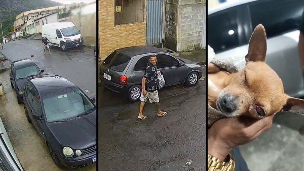 Cão da raça pinscher com sinais de ferimento após ser atingido por pedrada na cabeça, no bairro Divinópolis, na Serra; animal ficou prostrado no asfalto.