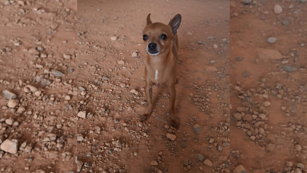 Pinscher Eros morre dias após ser atingido por pedrada na Serra Pinscher Eros morre dias após ser atingido por pedrada na Serra