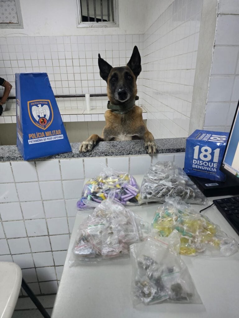 Imagem de um cão farejador da raça pastor Alemão apoiado em uma mesa com diversos sacos contendo drogas.