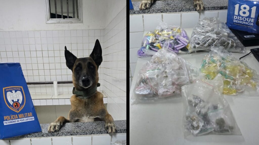 Equipe K9 e Apollo encontram grande quantidade de drogas escondida em área de mata na Serra