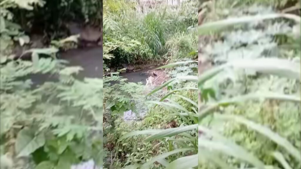 Urubus ajudam moradores a encontrar corpo em córrego na Serra Córrego onde o corpo foi localizado por moradores no bairro São Diogo II, na Serra