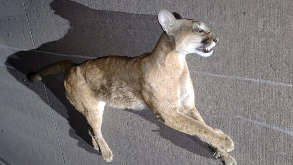 Mais uma onça é encontrada morta por atropelamento no Contorno do Mestre Álvaro Onça-parda é encontrada morta no Contorno do Mestre Álvaro; segundo caso em 3 meses