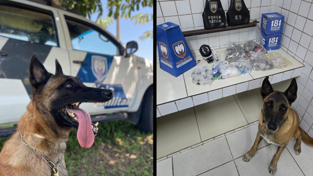 Força Tática encontra grande quantidade de drogas em biqueira do CV na Serra Polícia Militar apreende drogas com o auxílio do cão farejador Apollo na Serra.
