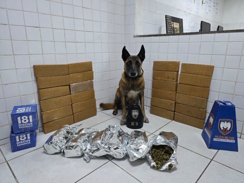 Um cão farejador da raça Pastor Alemão ao lado de drogas apreendidas.