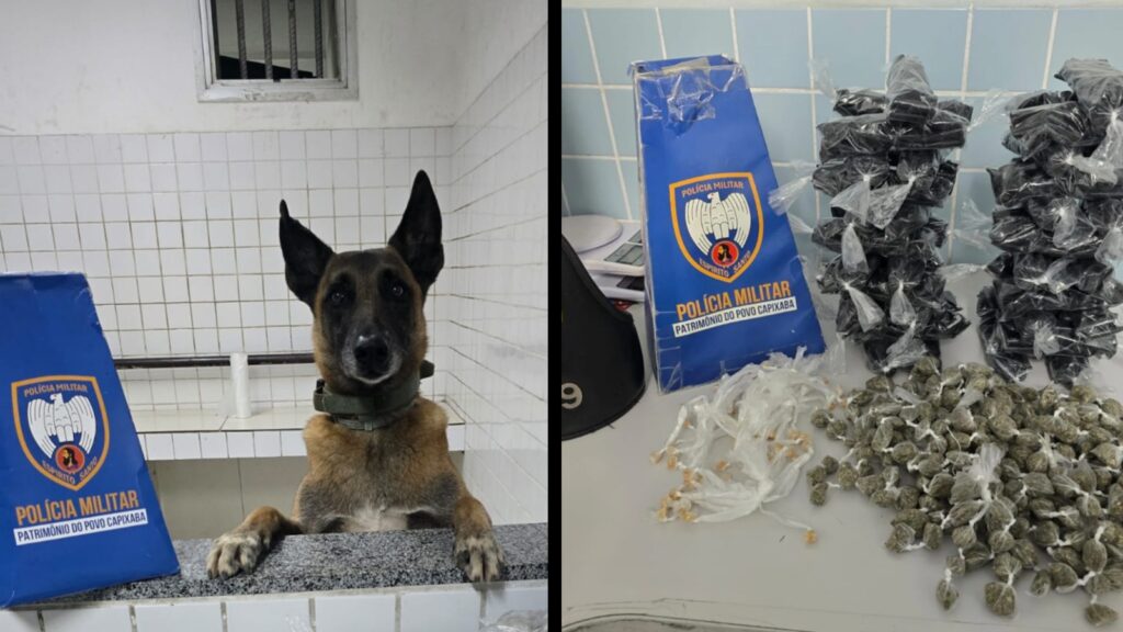 Cão farejador ajuda a PM a localizar drogas em área de mata na Serra Polícia Militar apreende grande quantidade de drogas escondidas em área de mata na Serra