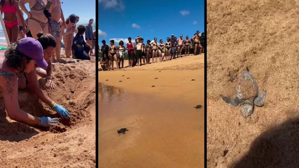 Filhotes de tartaruga são resgatados e soltos em praias da Serra