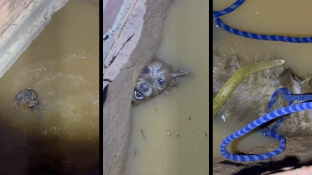 Moradores resgatam cachorro de poço após 12 horas de agonia em Jardim Bela Vista