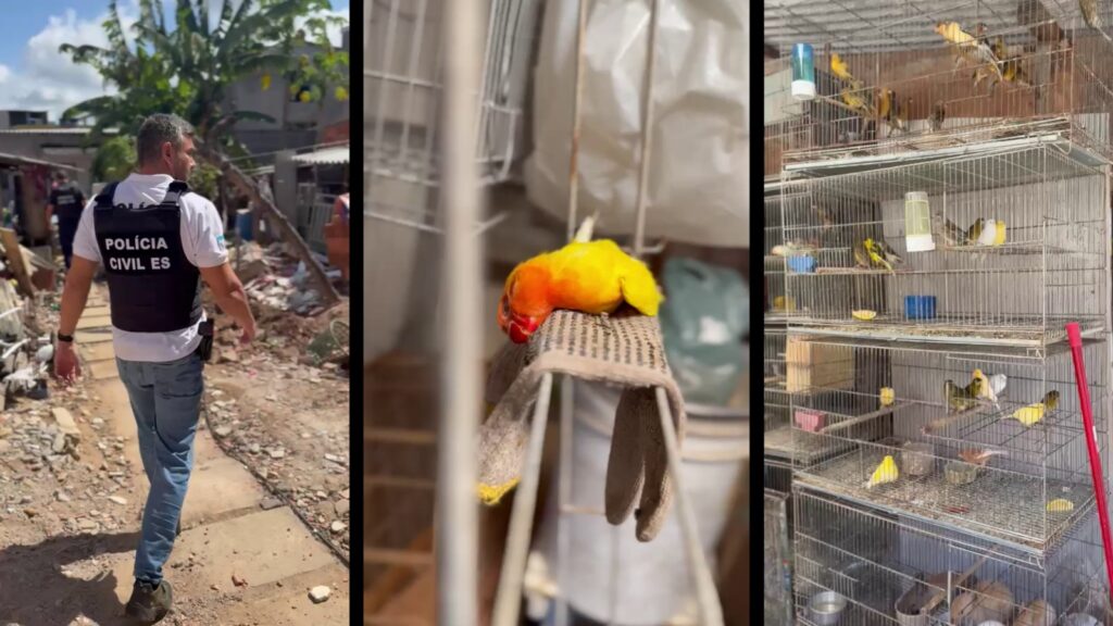 Polícia Civil fecha criadouro clandestino com mais de 250 animais na Serra
