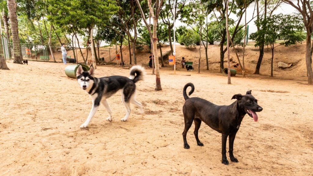 Prefeitura de Vitória lança censo animal inédito para mapeamento de cães e gatos