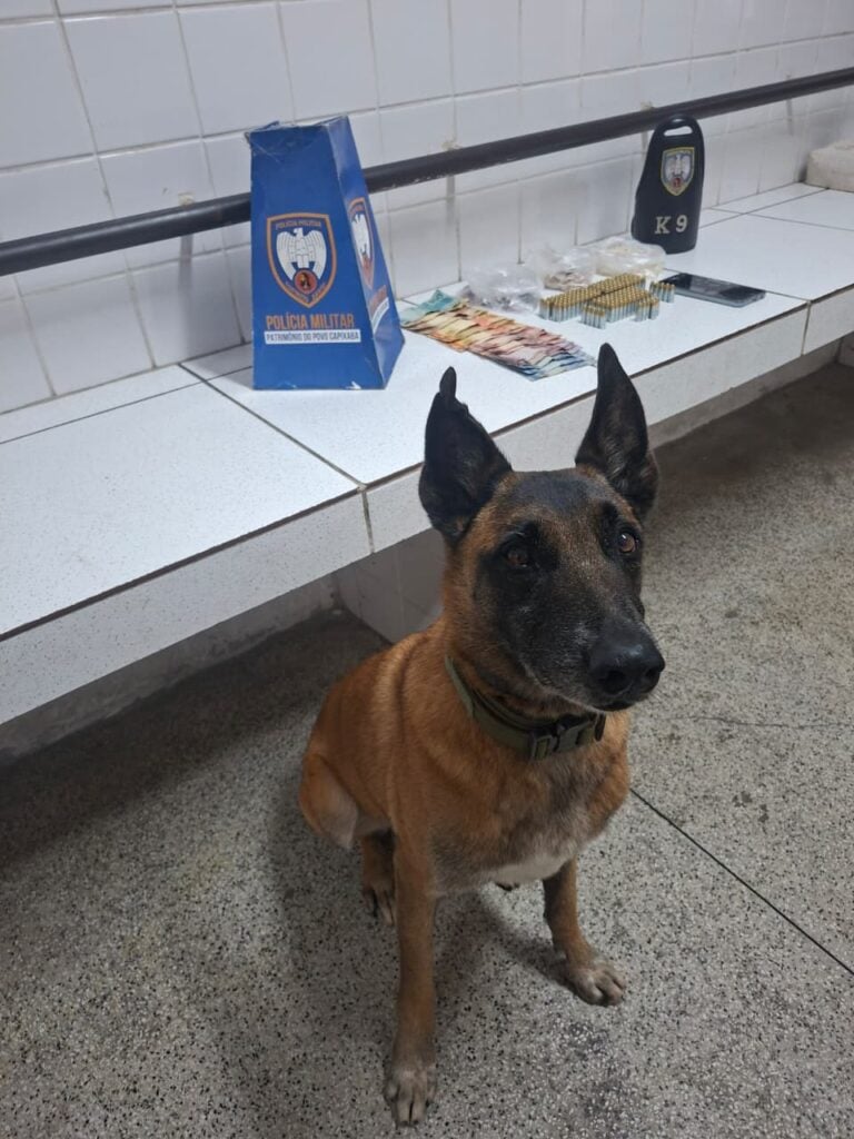 Sobre uma bancada em uma sala de delegacia, 166 munições de calibre 9 mm, 230 pedras de crack, 89 pinos de cocaína, 26 buchas de maconha e R$ 430 em espécie. Sentado na sala, à frente dos materiais, estava um cachorro da raça pastor-alemão.
