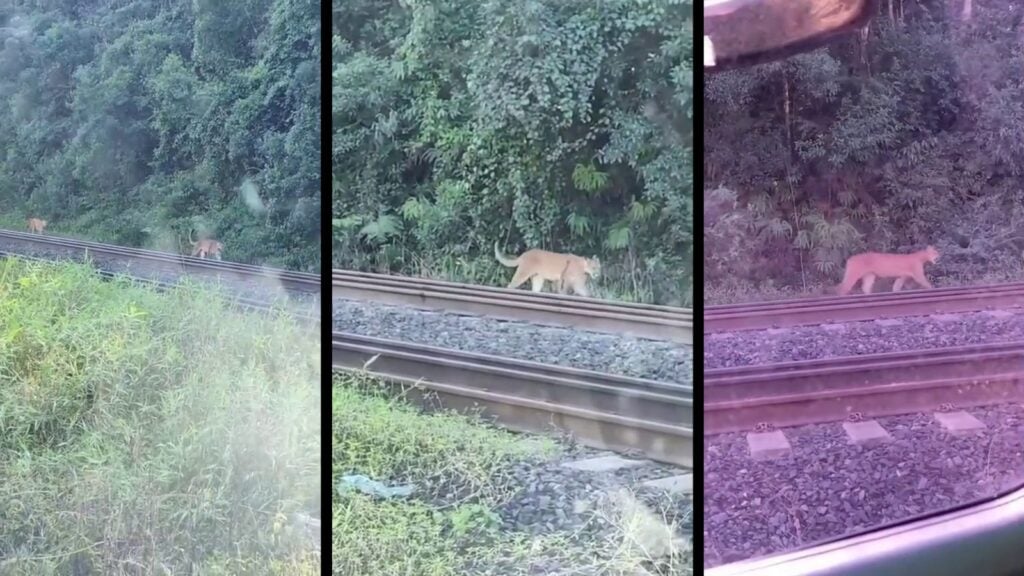 Boato no WhatsApp atribui vídeo de onças-pardas em linha férrea à zona rural da Serra.